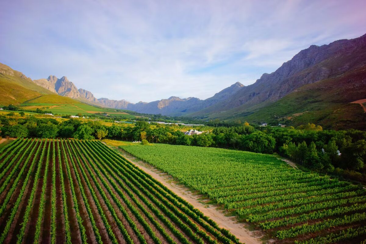 Vineyards in the cape winelands south africa