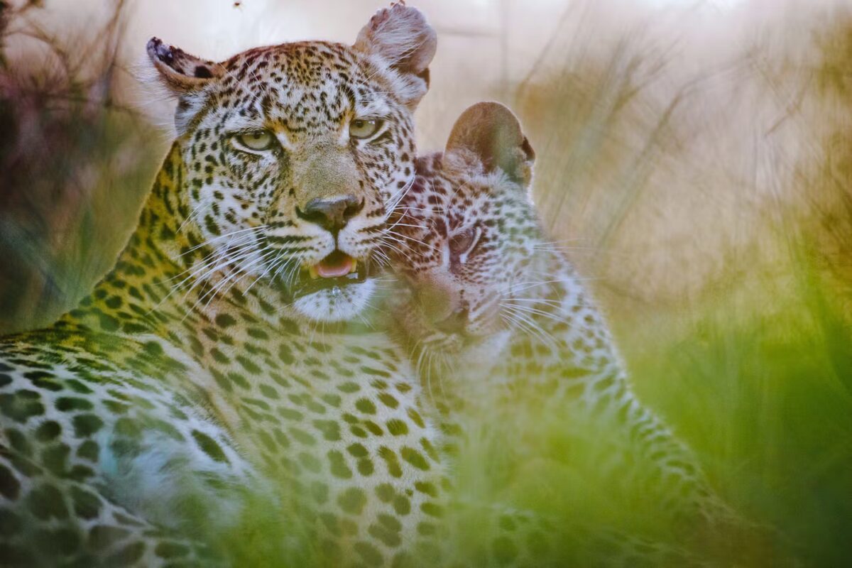 Leopards in the Kruger national park south africa
