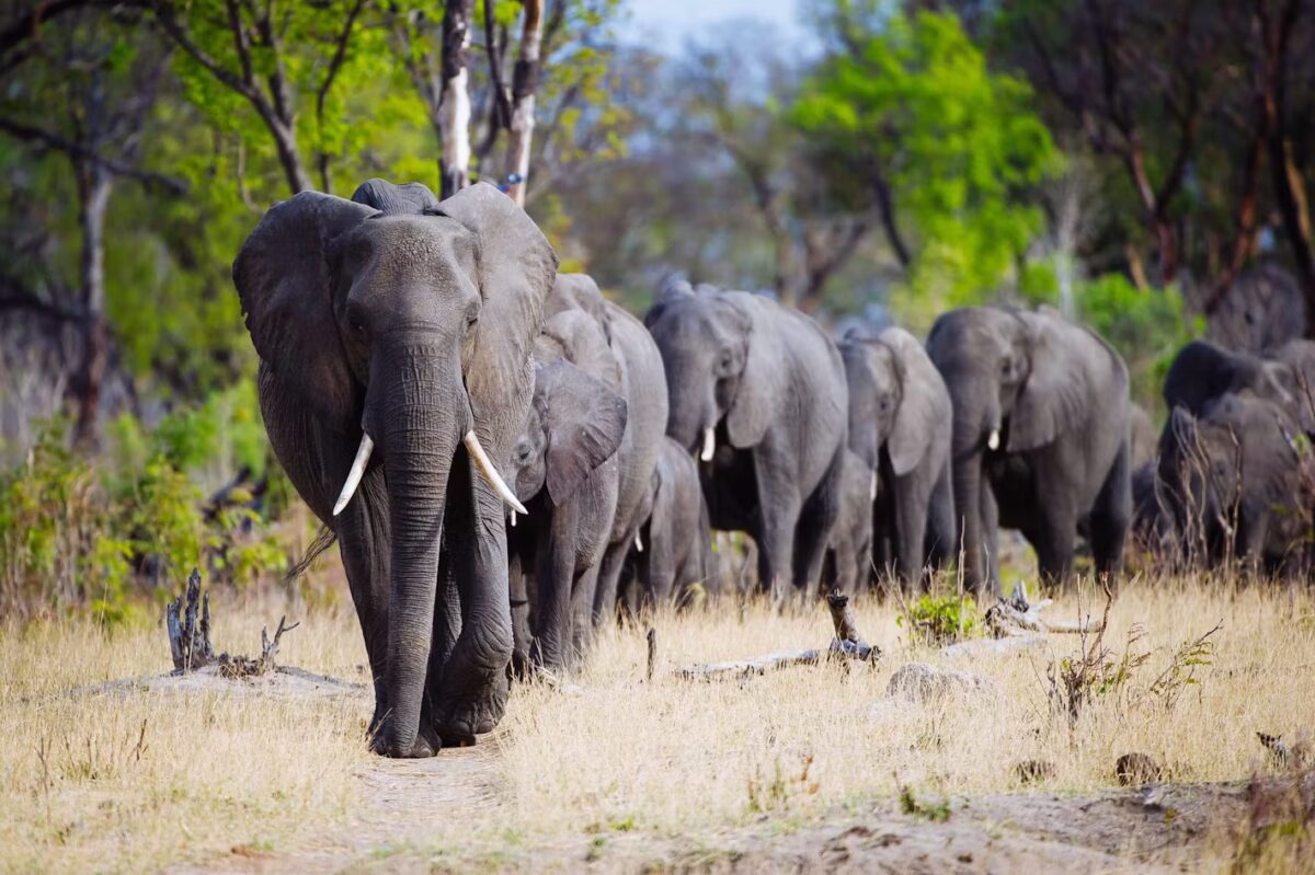 Elephants in Hwange National Park in Zimbabwe