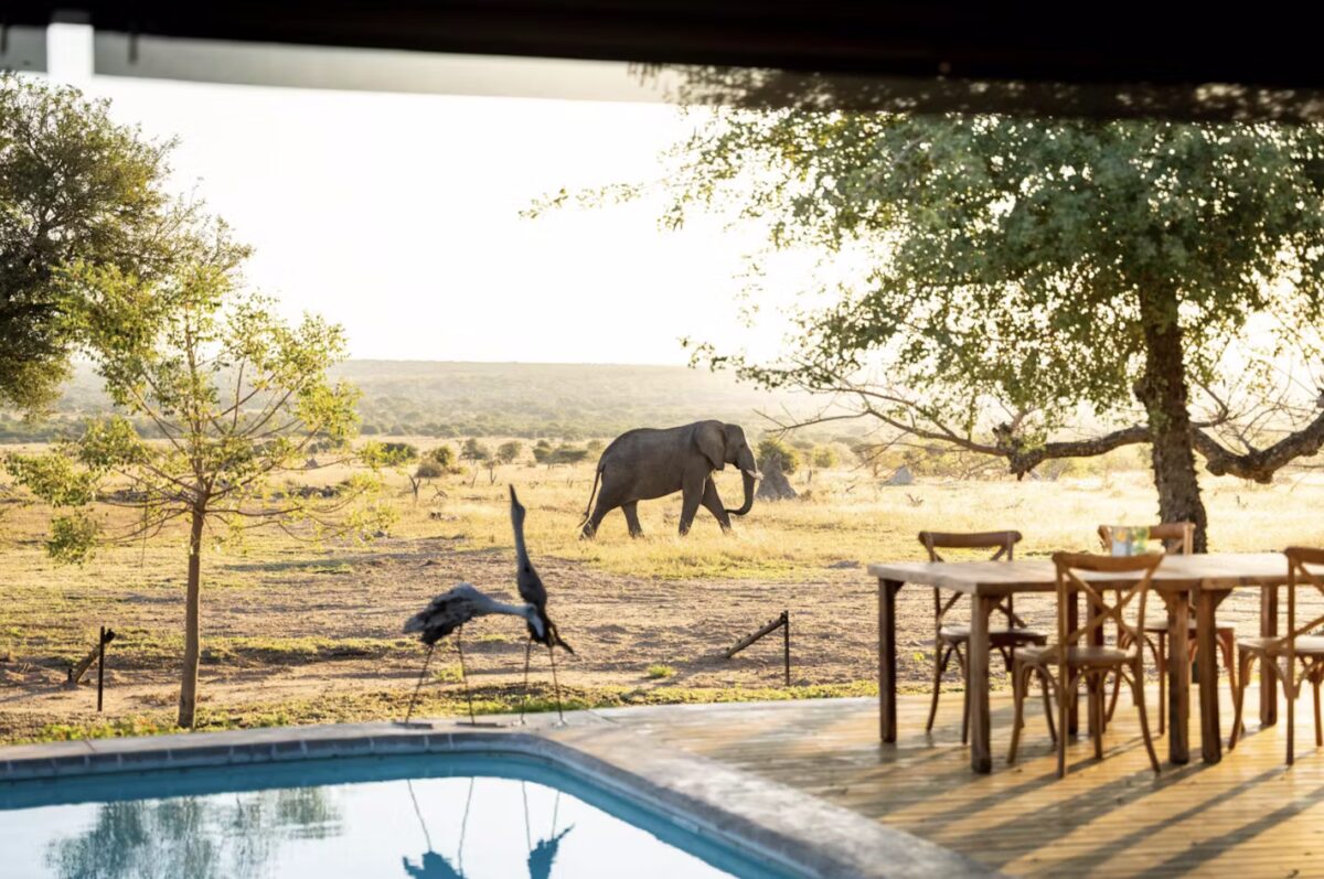 Timbavati, Kruger park, South Africa
